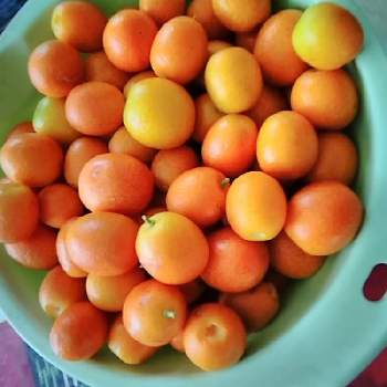 金柑の剪定の投稿画像一覧 Greensnap グリーンスナップ