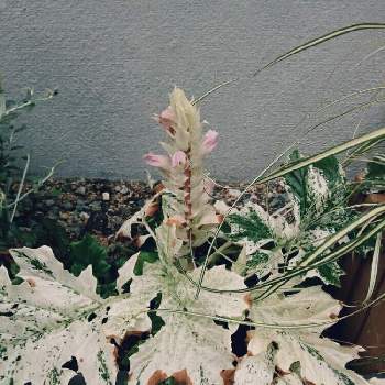 アカンサスホワイトウォーターの画像 by シゲさん | 小さな庭とアカンサスホワイトウォーターと観葉植物と南国とシェードガーデンと水槽とヤシと花のある暮らしと日陰の庭とベランダ菜園とアクアリウム