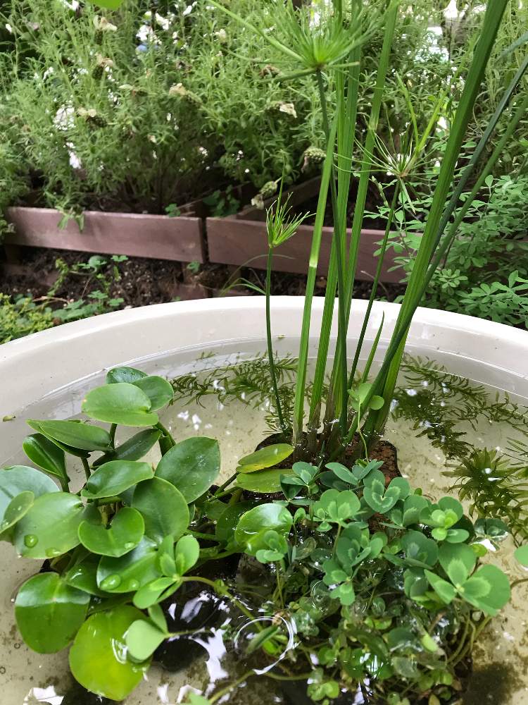 ウォーターポピーの投稿画像 By 陸奥さん ミニパピルスとウォータークローバームチカと小さな庭 19月6月23日 Greensnap グリーンスナップ Greensnap グリーンスナップ
