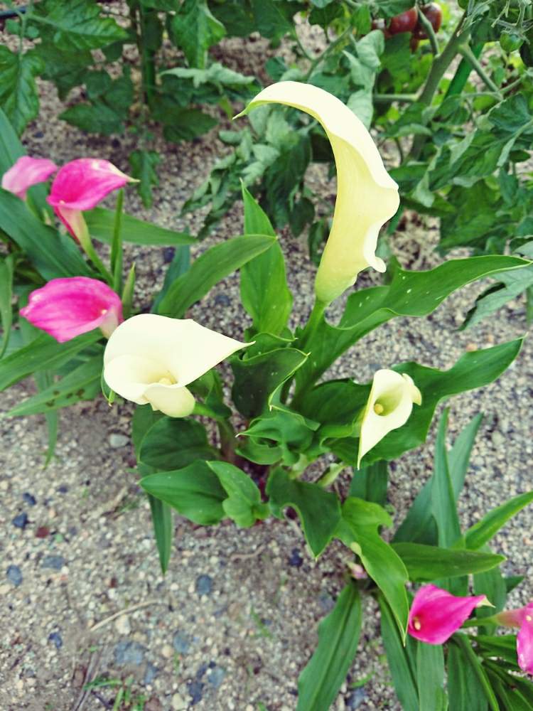 カラーの投稿画像 By 成長記録保存用さん 小さな庭と球根植物と花のある暮らしと球根植物と花のある暮らし 19月6月23日 Greensnap グリーンスナップ Greensnap グリーンスナップ