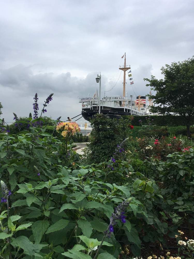 おじゃがさんの山下公園へのレポート