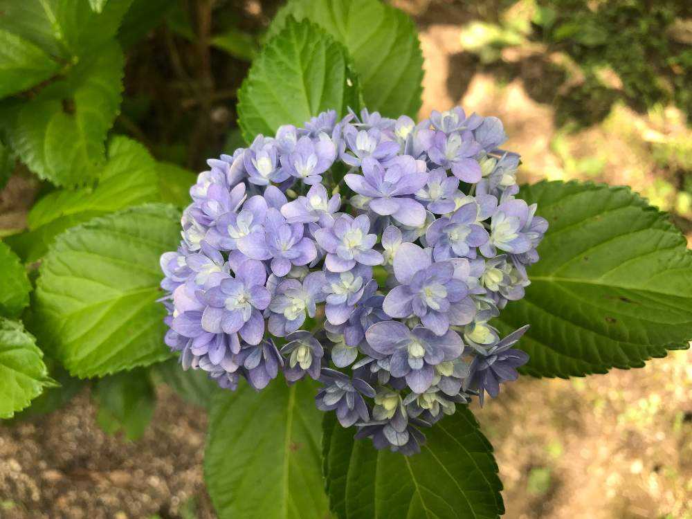 紫陽花の投稿画像 By はにーさん 八重咲きアジサイと薄紫色の花と山口県柳井市とあじさい 祭りと山口県と花のある暮らしとお出かけ先と薄紫色の花と山口県柳井市とあじさい祭りと山口県と花のある暮らし 19月6月23日 Greensnap グリーンスナップ Greensnap