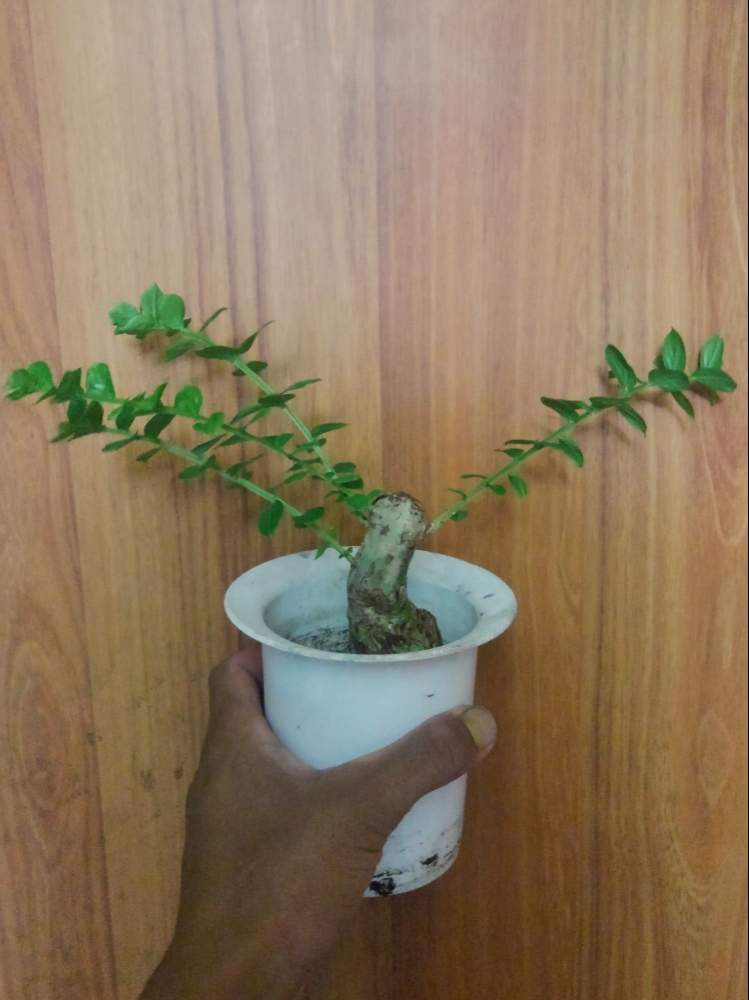 サルスベリの投稿画像 By タケさん 盆栽 19月6月23日 Greensnap グリーンスナップ