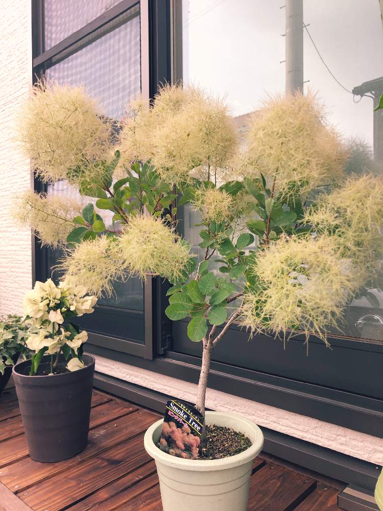 スモークツリーの投稿画像 By つばきさん 鉢植えとガーデニングと花のある暮らしとスモークツリー 19月6月23日 Greensnap グリーンスナップ
