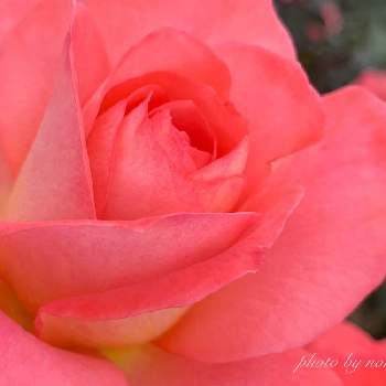 フラワーガールの画像 by nori,kさん | 小さな庭とフラワーガールとバラバラバラとばら バラ 薔薇とカインズバラコンテスト2019とグラデーションとオレンジ系と季節の花とグラデーションか綺麗とフラワーガール　バラと花のある暮らしとふんわり優しい色とGREEN UP!