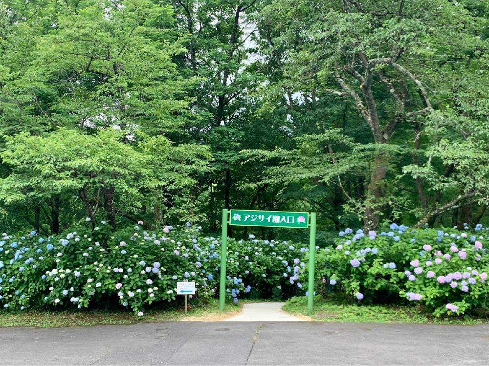 舞鶴自然文化園アジサイまつり Greensnap グリーンスナップ