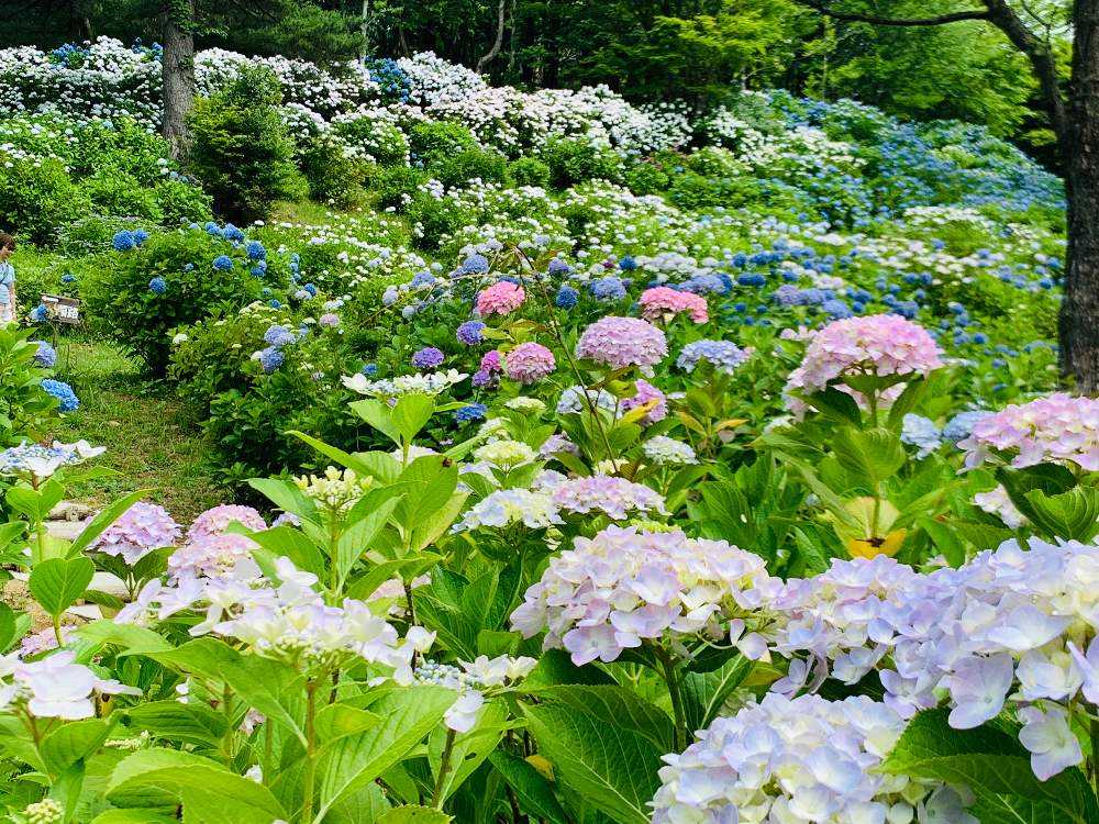 舞鶴自然文化園アジサイまつり Greensnap グリーンスナップ