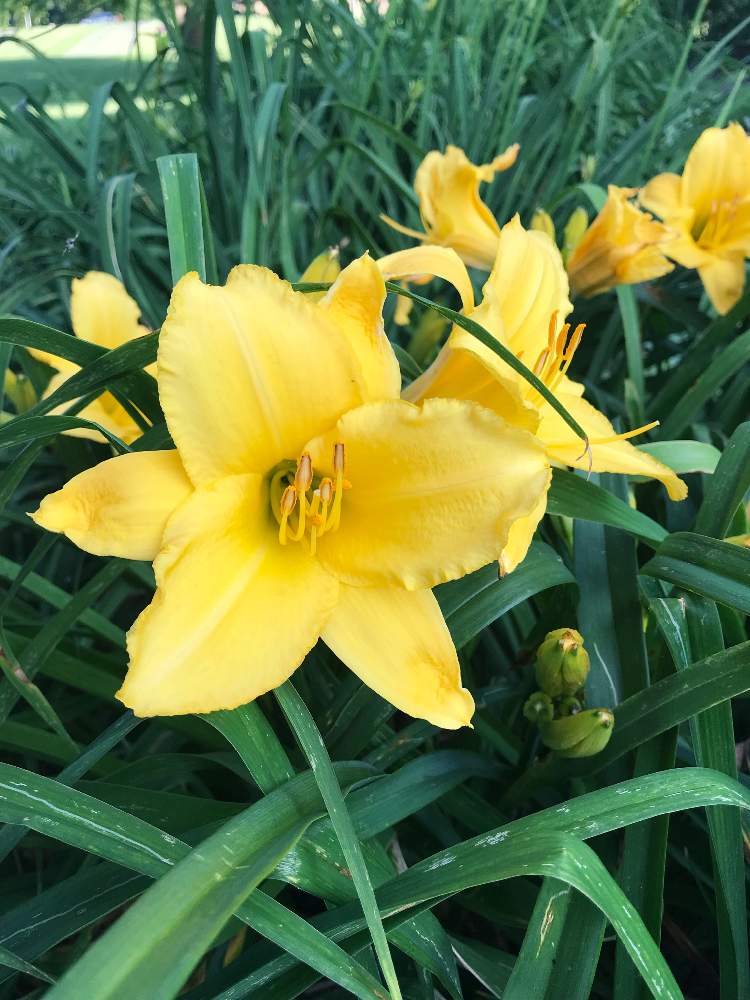 カンゾウの投稿画像 By ミンティーさん ヘメロカリスと初心者とお庭の植物と黄色い花と花のある暮らし 19月6月23日 Greensnap グリーンスナップ