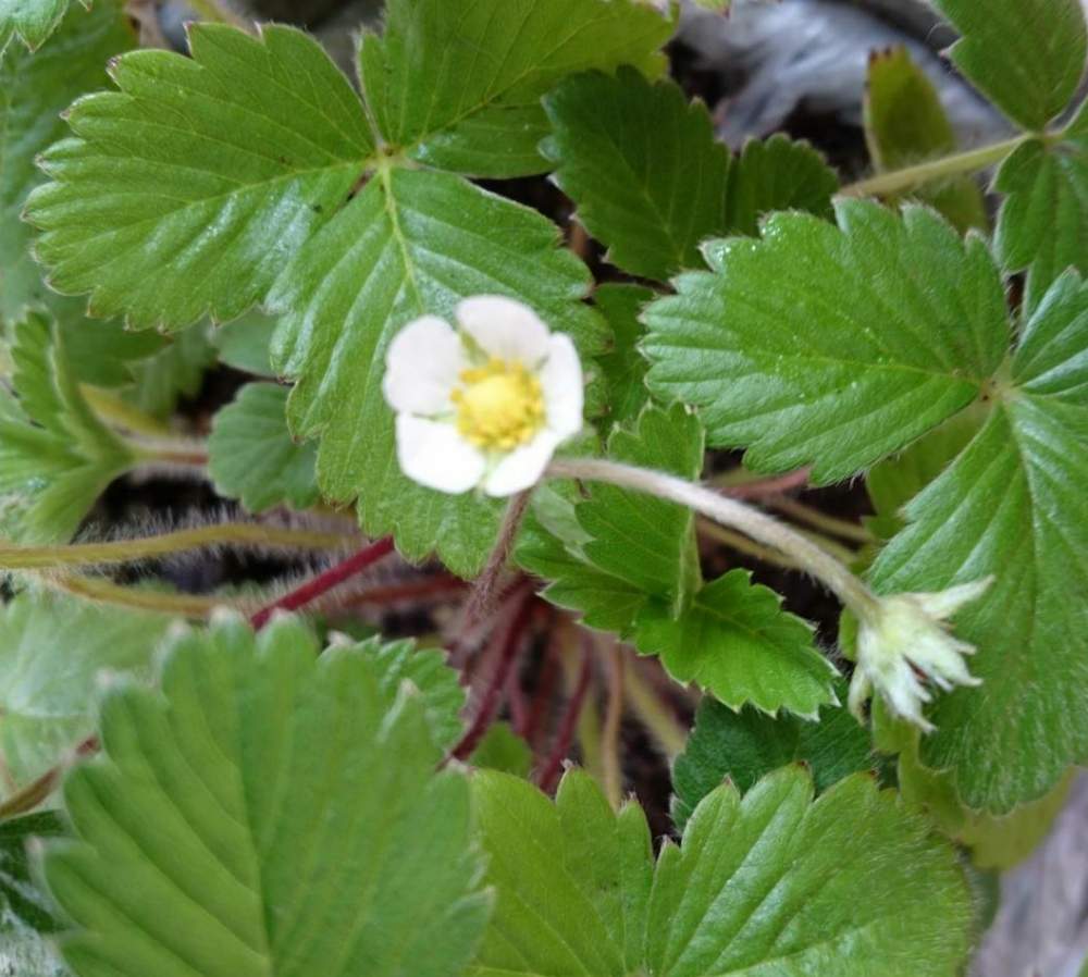 ワイルドストロベリーの葉の投稿画像 By ティンクルさん ワイルドストロベリーの実とワイルドストロベリーの花と ワイルドストロベリーと花のある暮らしとお花 2019月6月24日 Greensnap グリーンスナップ