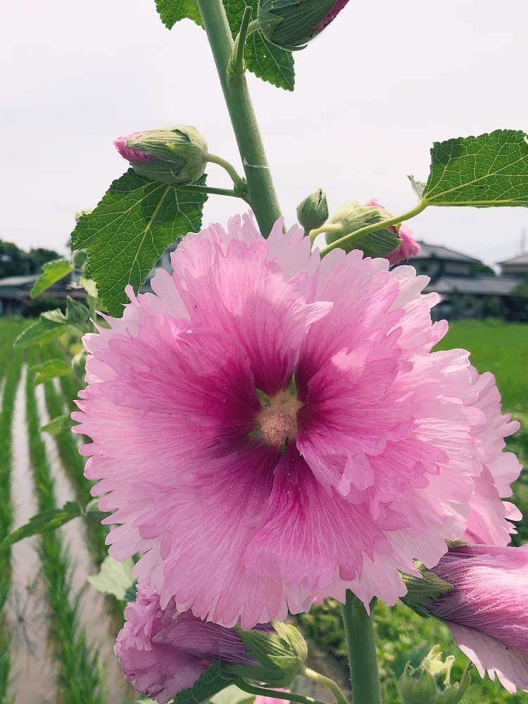 タチアオイの投稿画像 By キミさん 色鮮やか とピンク ピンクと田んぼの風景とひらひらの花ビラと青空の下とかわいい と色合いが好き とステキなお花 と繊細な花びら 19月6月24日 Greensnap グリーンスナップ