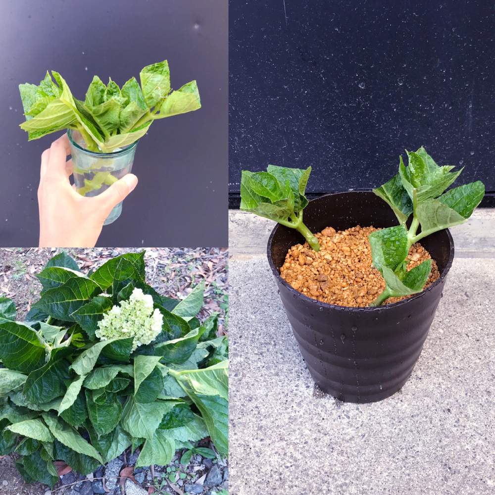 紫陽花の投稿画像 By たまさん たまの紫陽花成長記録とたまの紫陽花挿し木記録と花のある暮らし 19月6月24日 Greensnap グリーンスナップ