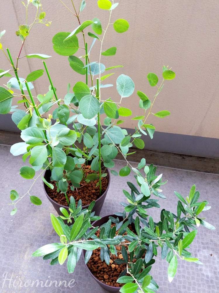 ユーカリ ポポラスの投稿画像 By ヒロミンさん オリーブ チプレッシーノと観葉植物と植物のある暮らし 19月6月24日 Greensnap グリーンスナップ