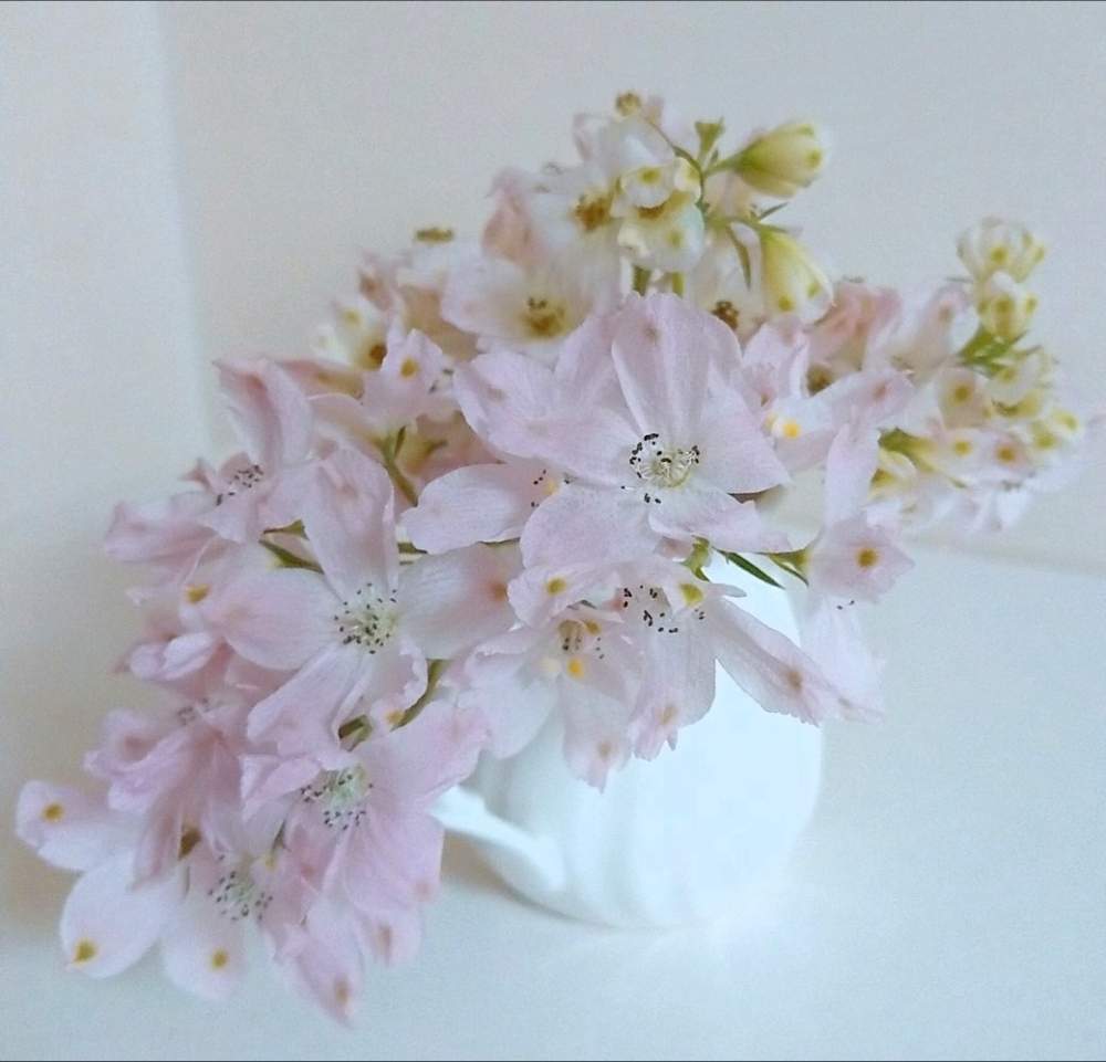 デルフィニウムの投稿画像 By そらさん ありがとう とかわいい とピンク とお花のアレンジと花のある暮らしと自己大満足 19月6月24日 Greensnap グリーンスナップ