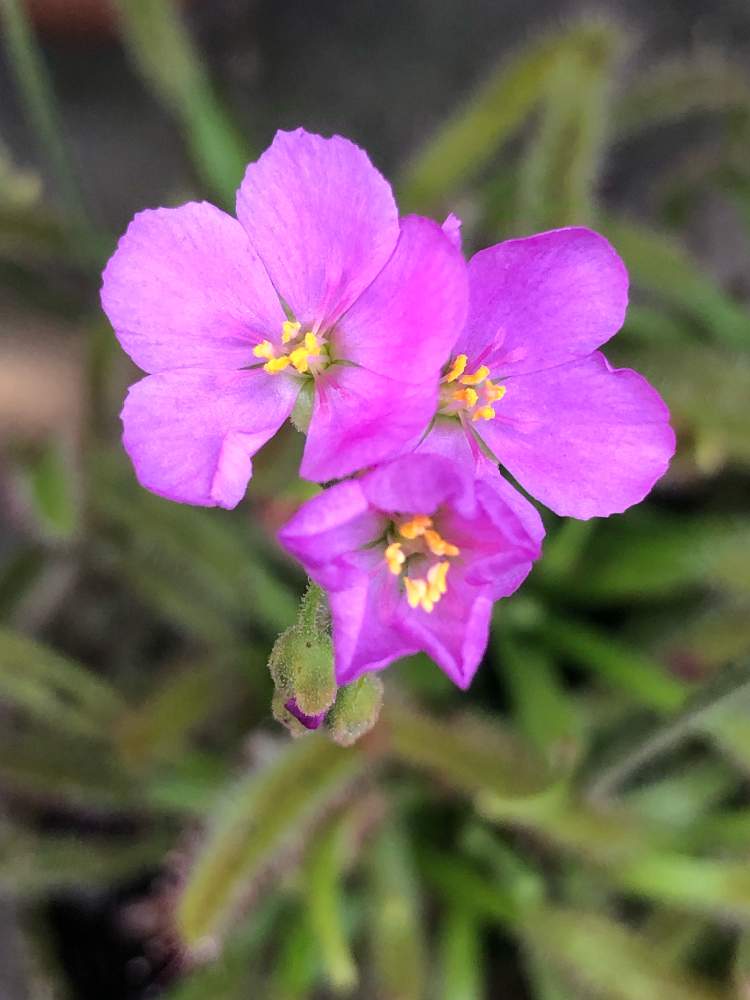 モウセンゴケの投稿画像 By シロくま君さん 食虫植物と花のある暮らしとgs映えとgs日和 19月6月24日 Greensnap グリーンスナップ