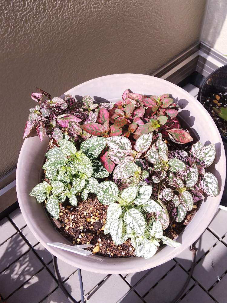 ヒポエステスの投稿画像 By みえさん カラーリーフと観葉植物とわが家のヒポエステスと白い葉っぱとピンクの葉っぱと赤い葉っぱ 19月6月24日 Greensnap グリーンスナップ