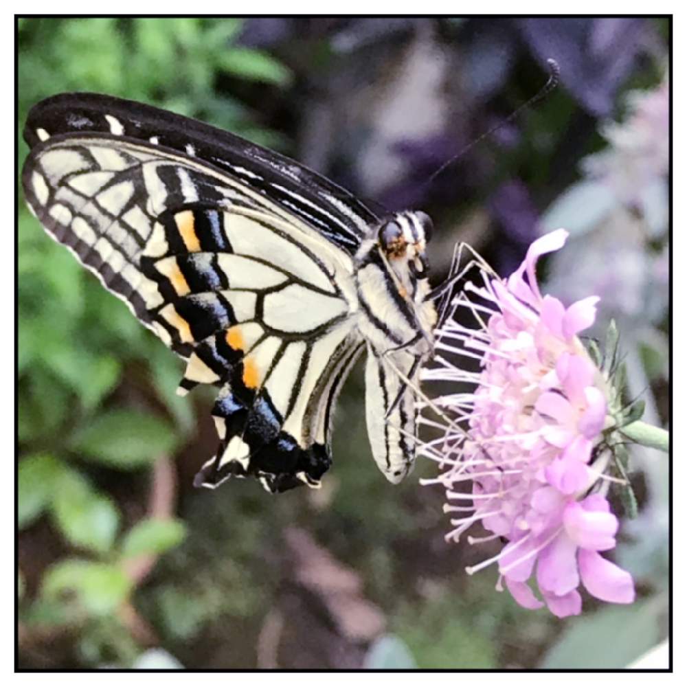 小さな庭の投稿画像 By トモさん お花大好き とアゲハ蝶と可愛いいよねときれいだね と花のある暮らしとお花大好き とアゲハ蝶と可愛いいよねときれいだね と花のある暮らし 19月6月24日 Greensnap グリーンスナップ Greensnap グリーン