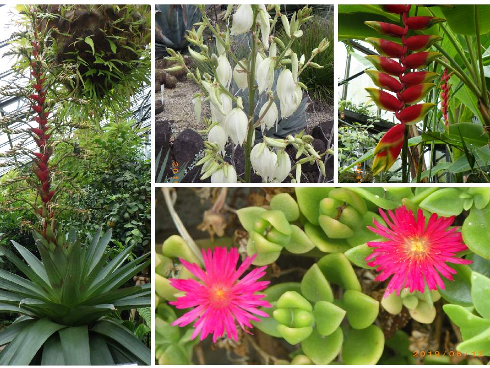 皇帝アナナスの投稿画像 By Maasa さん ヘリコリアと花つる草とイトランとお出かけ先と熱帯植物園と熱帯植物園 19月6月24日 Greensnap グリーンスナップ Greensnap グリーンスナップ