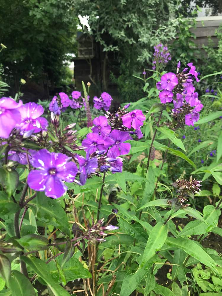 フロックスの投稿画像 By ねこひげガーデンさん フロックス ブルーパラダイスとムラサキの花と千葉県と花壇とナチュラルガーデン と植中毒と花のある暮らしと庭の宿根草と広い庭とムラサキの花と千葉県と花壇とナチュラルガーデンと植中毒と花のある暮らしと庭の宿根草