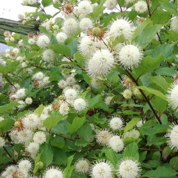 鶯谷フィルハーモニー 鶯の谷わたり | www.goldengroups.co.in