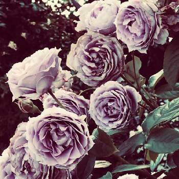 アンティーク調の画像 by ダチュラさん | お出かけ先と紫色とばら バラ 薔薇と紫色の花と紫のバラとバラのお花と紫の薔薇とアンティーク調とむらさき