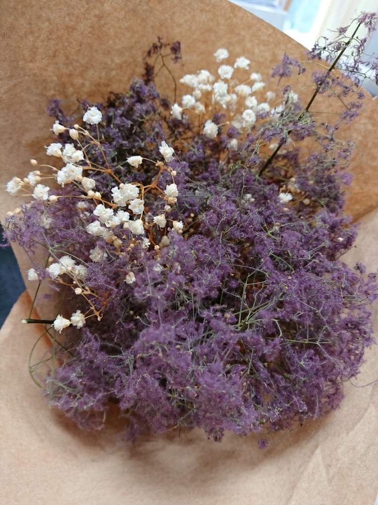 スモークツリーの投稿画像 By はるさん ドライフラワーと花のある暮らし 19月6月24日 Greensnap グリーンスナップ