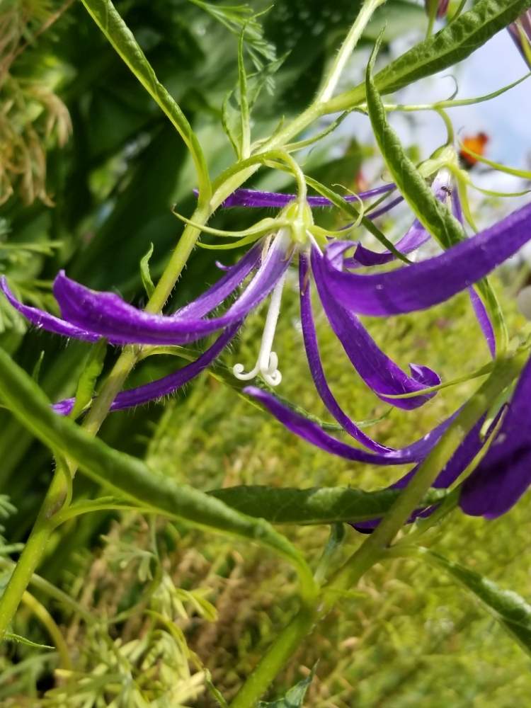 白糸ホタルプクロの投稿画像 By ゆりさん 山野草と紫色の花と細い花びらと畑とホタルブクロ と山野草と紫色の花と細い花びらとホタルブクロ 19 月6月24日 Greensnap グリーンスナップ Greensnap グリーンスナップ
