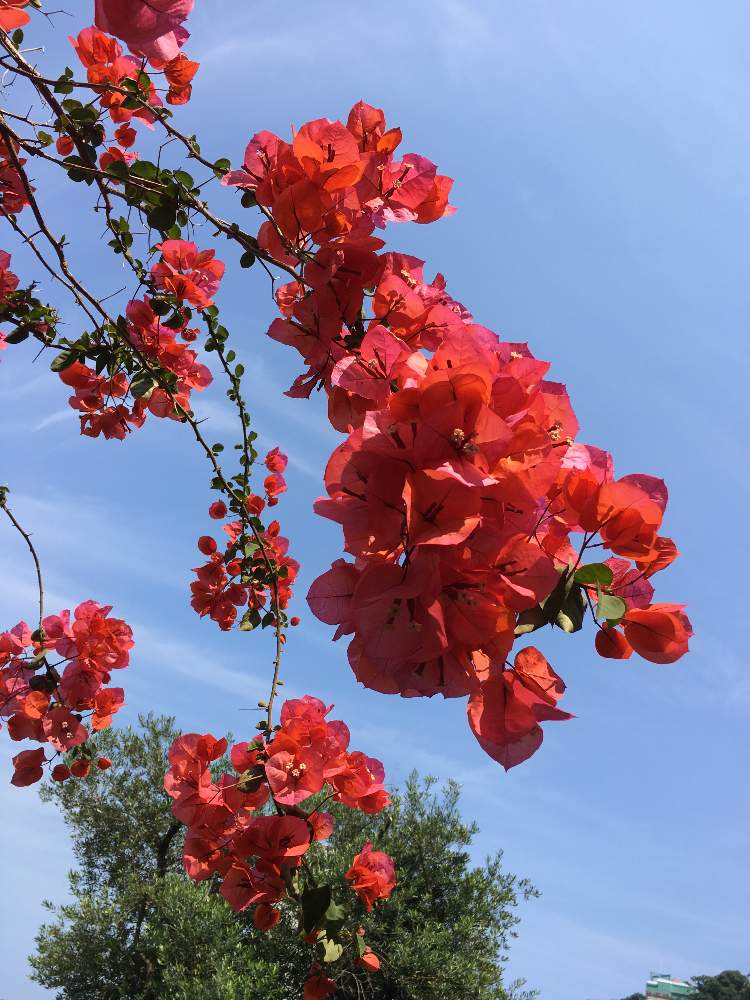 ブーゲンビリアの投稿画像 By なな8さん 赤い花と青空 19月6月24日 Greensnap グリーンスナップ