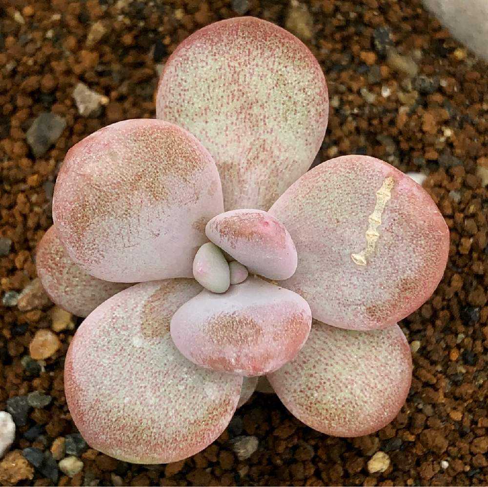 ピンクシフォンの成長記録｜🍀GreenSnap（グリーンスナップ）