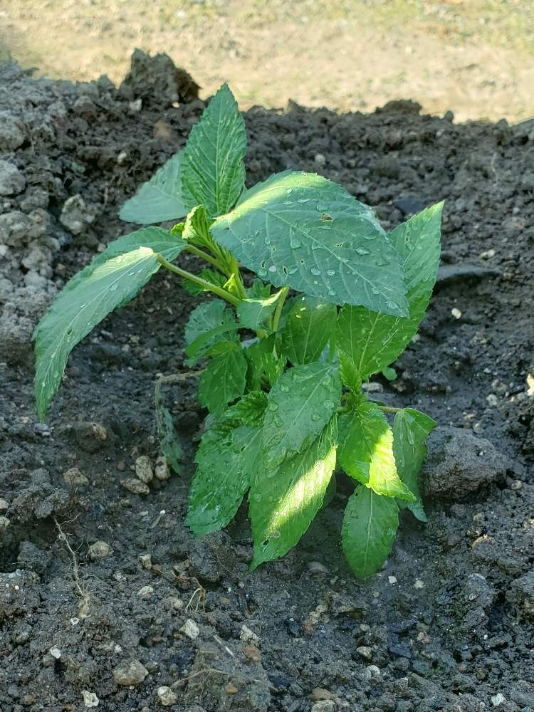 モロヘイヤの投稿画像 By たたせせさん 家庭菜園奮闘日記 19月6月24日 Greensnap グリーンスナップ