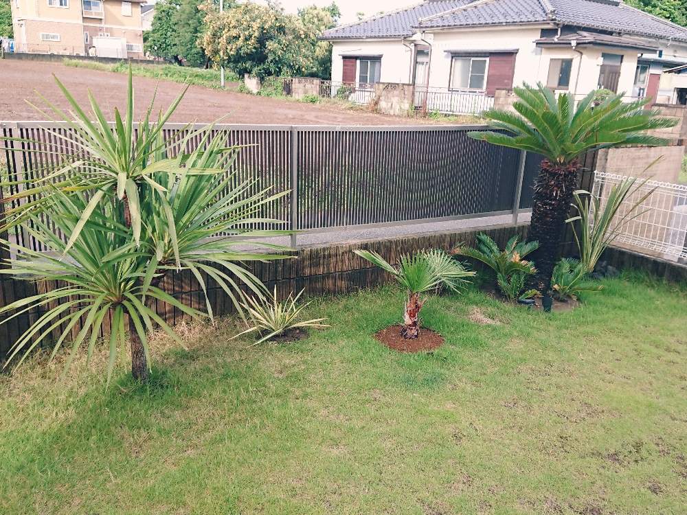 ソテツの投稿画像 By T Gardenさん ワシントンヤシとユッカフィラメントーサとニオイシュロランと南国風 19月6月24日 Greensnap グリーンスナップ