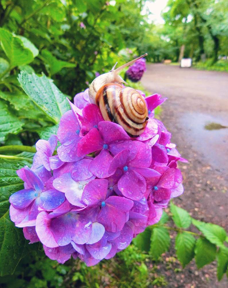 梅雨 仲良しカタツムリさん 紫陽花