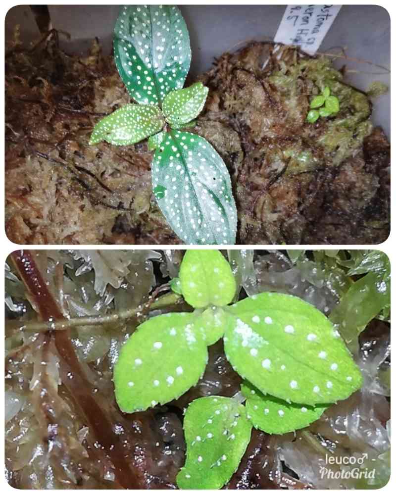 専用！希少！Melastoma sp.Ranau WWR便❣️メラストマ　ソネリラ Amazon｜希少 Melastoma sp.Ranau WWR便 メ マ ソネリラ 熱帯