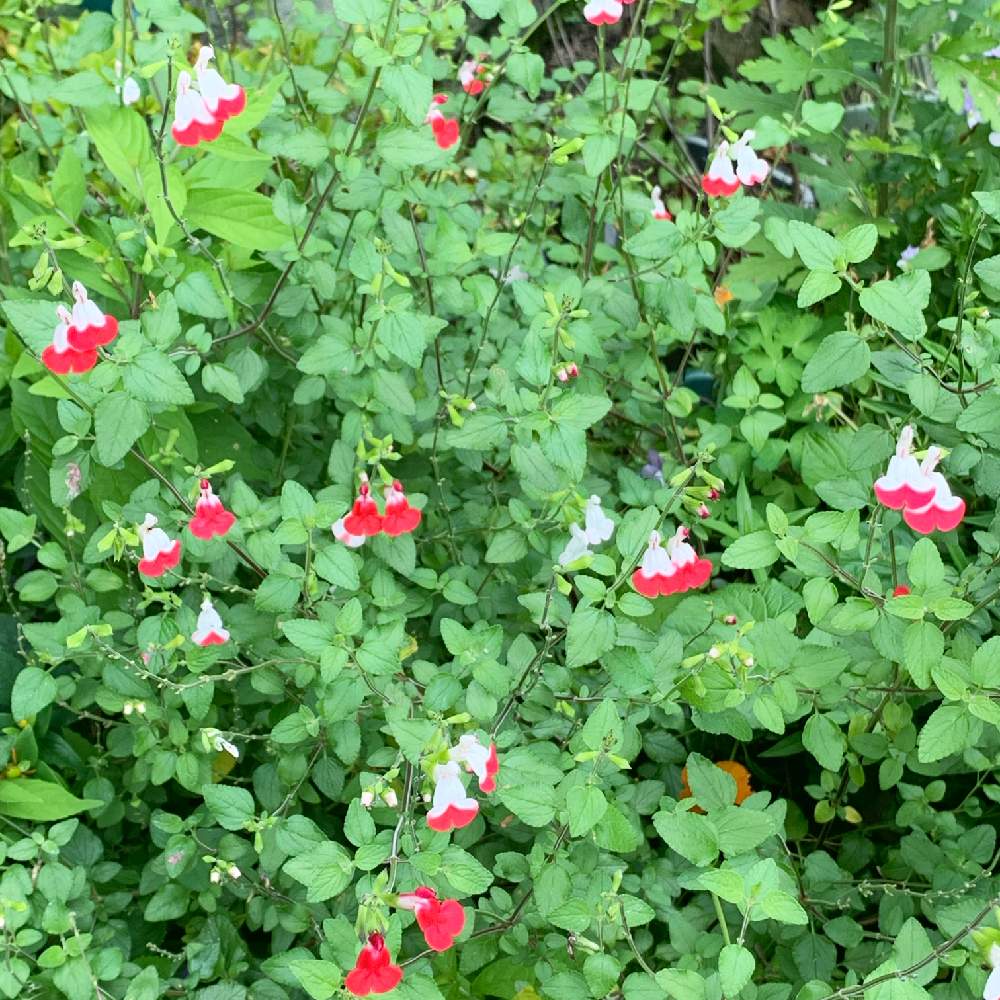 チェリーセージ ホットリップス チェリーセージ イチゴミルク の投稿画像 By そら花さん セージ 19月6月24日 Greensnap グリーンスナップ