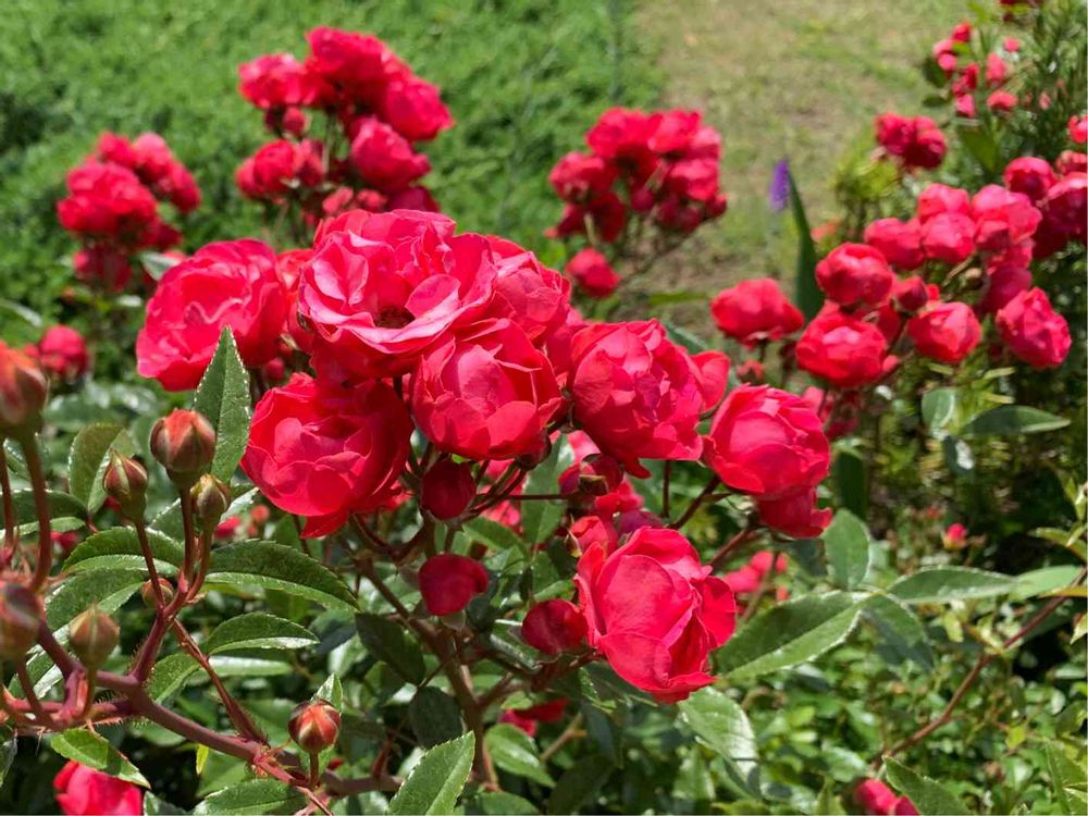 とぱーずさんの山下公園への投稿