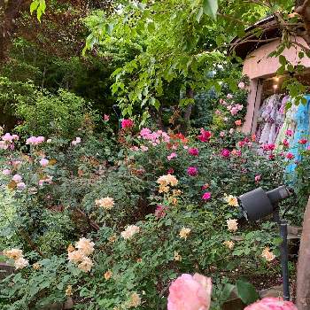 別荘の画像 by シゲルさん | お出かけ先と花のある暮らしと別荘と河口湖とばら バラ 薔薇