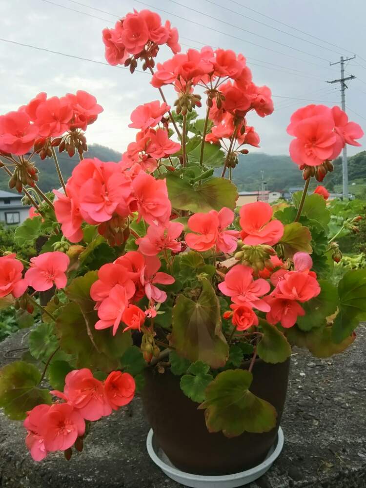 鉢植えの投稿画像 By Taeko さん 花のある暮らしと ゼラニウムと岩手県 19月6月25日 Greensnap グリーンスナップ
