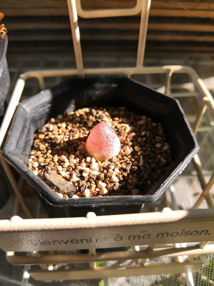 コノフィツム ブルゲリの投稿画像 By にんどんさん キラキラ とグミみたいと生ける宝石とコノフィツム属と珍奇植物とがんばれ 19月6月25日 Greensnap グリーンスナップ