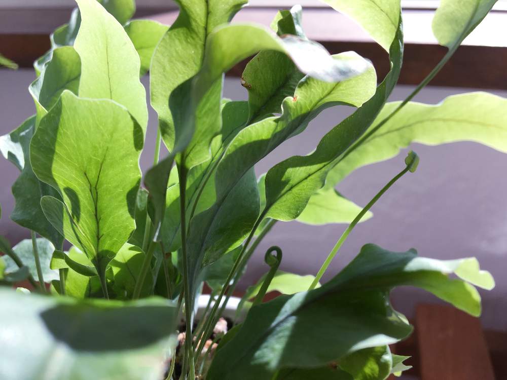 フレボディウム ブルースターの投稿画像 By Azumiさん 観葉植物と植物のある暮らしとグリーンが好き とgs映えと今日の植物とガーデニング初心者とナチュラルスタイルとシダ植物とgreen Up とインテリアグリーンとazuさん家のシダ植物 19月6月25日 Greensnap フレボディウム ブルースターの投稿画像 By Azumiさん 観葉植物と植物のある暮らしとグリーンが好き とgs映えと今日の植物とガーデニング初心者とナチュラルスタイルとシダ植物とgreen Up とインテリアグリーンとazuさん家のシダ植物 19月6月25日 Greensnap