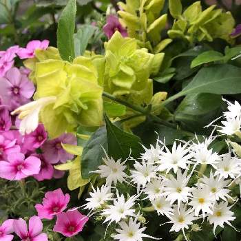 花色が素敵の画像 by キララさん | 小さな庭とフロックス属とコエビソウ✨と寄せ植えとGS映えとお花に癒されてとエビーナ ライムとコンテナガーデンと花色が素敵と花のある暮らしとスモールガーデンと花色が可愛いとしろいはなと夏でも元気な花フォトコン