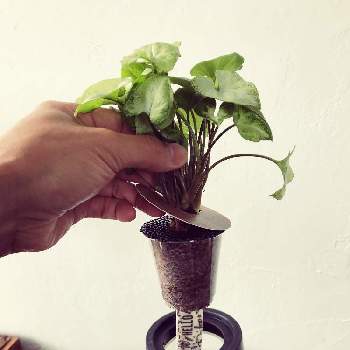 底面給水鉢の投稿画像一覧 Greensnap グリーンスナップ