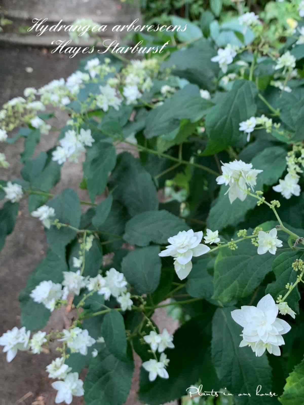 アナベルの投稿画像 by kane flowerさん｜紫陽花 アジサイ あじさいと