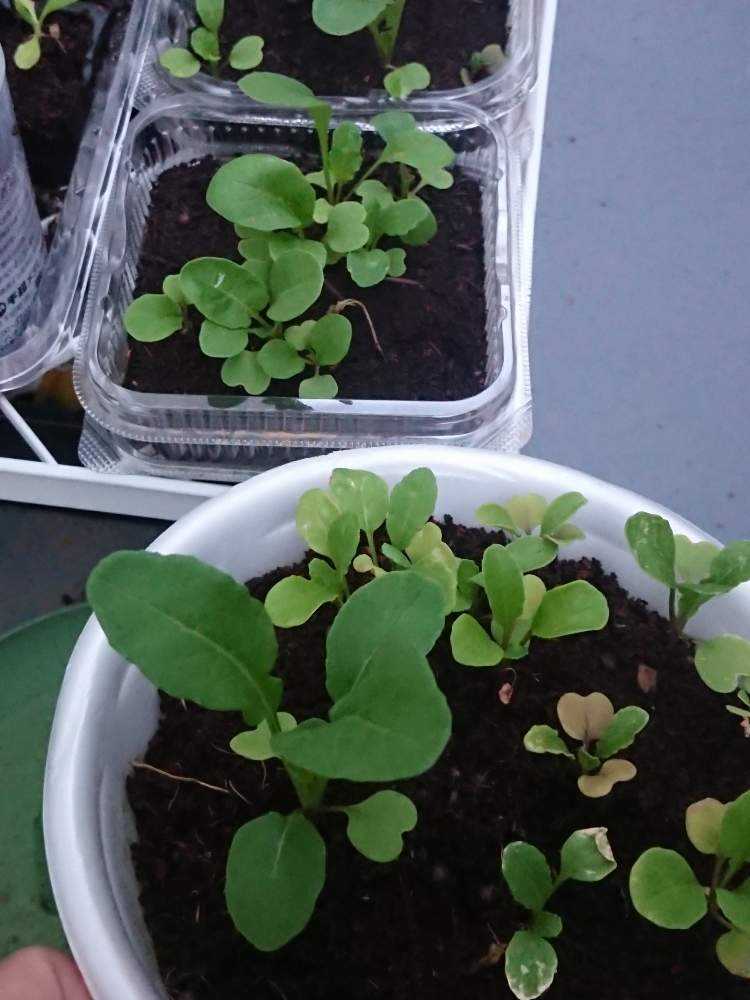 ルッコラ栽培記録 R1 6 24更新 Greensnap グリーンスナップ