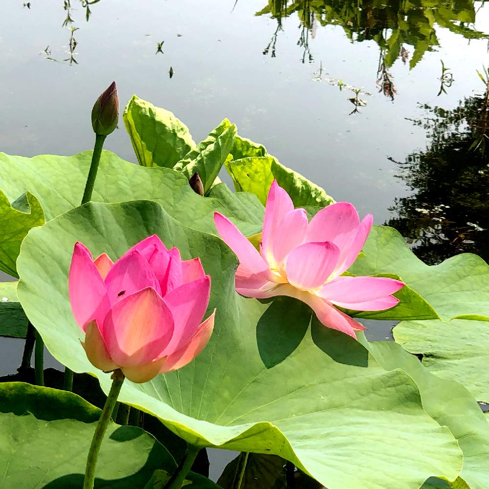 はす 蓮 の投稿画像 By Cocoさん 千栗土居公園 2019月6月25日 Greensnap グリーンスナップ