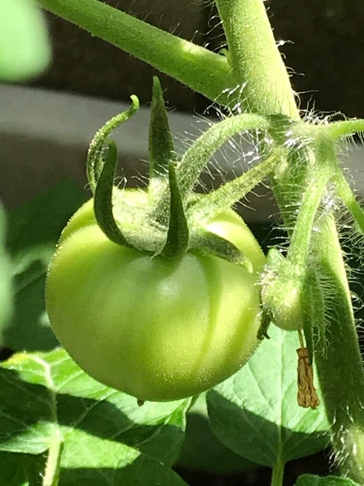 トマト 凛々子 カゴメの投稿画像 By かぼちゃプリンさん 家庭菜園奮闘日記 19月6月25日 Greensnap グリーンスナップ