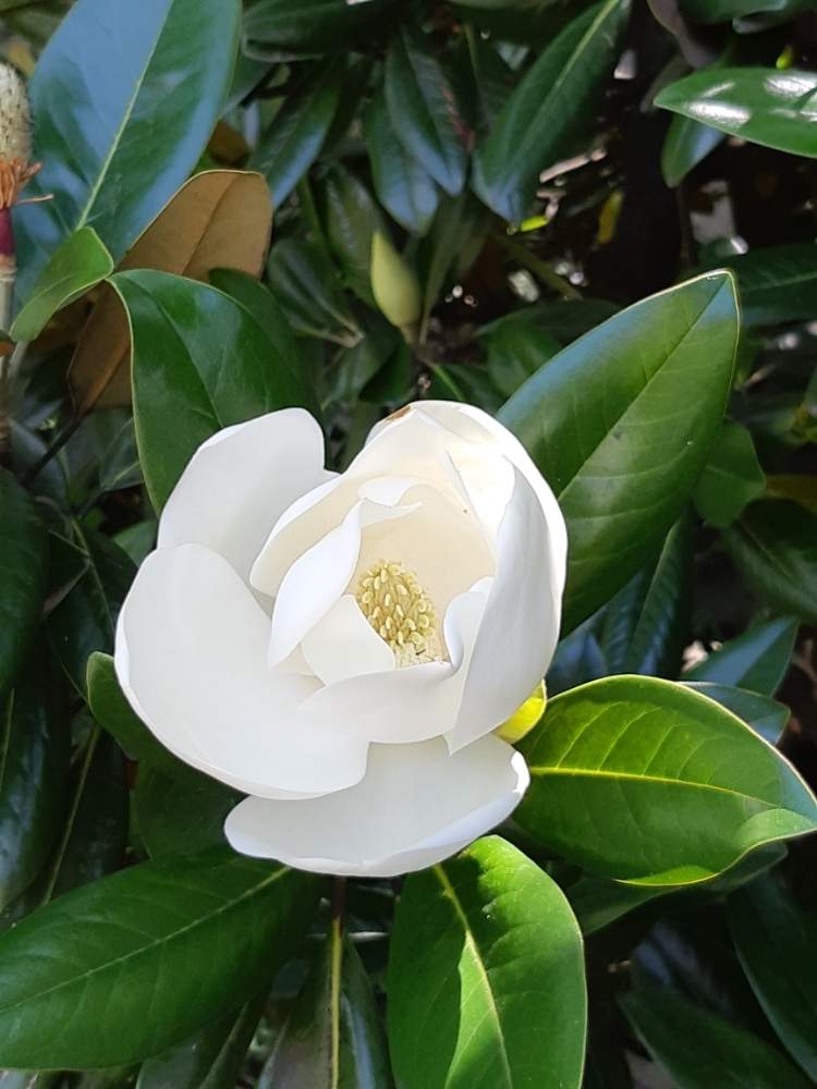 大阪城の投稿画像 By うめきちさん 大きな白い花と6月に咲く 19月6月25日 Greensnap グリーンスナップ