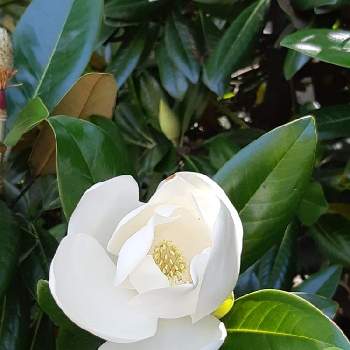 6月に咲くの投稿画像一覧 Greensnap グリーンスナップ