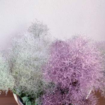 スモークツリー ピンクパールの投稿画像一覧 Greensnap グリーンスナップ