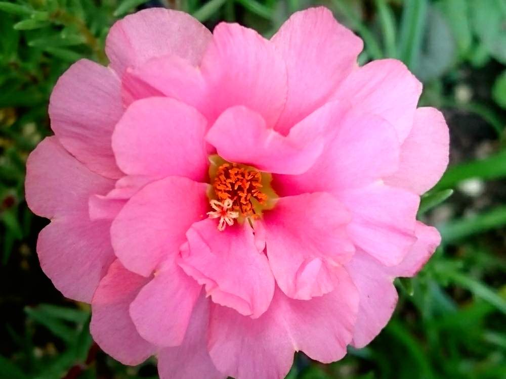 マツバボタンの投稿画像 By もりーよさん 初心者ですと種からの幸せとピンクの花とタネまいた と種まきと種からと種から育てたと季節の花と種まき から育てると夏が来た と綺麗と成長記録と花のある暮らしといやされるとダイソーの種 19月6月25日 Greensnap