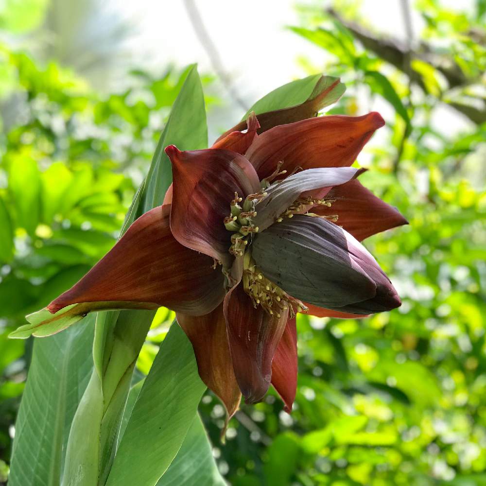 バナナの花の投稿画像 By みぃすけさん 南国植物とオーガニックガーデンとタイ 2019月6月25日 Greensnap グリーンスナップ