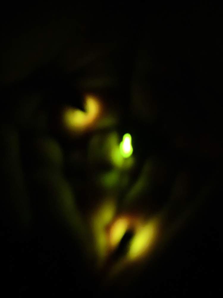 蛍の光の投稿画像 By つゆみさん 山暮らし 19月6月25日 Greensnap グリーンスナップ